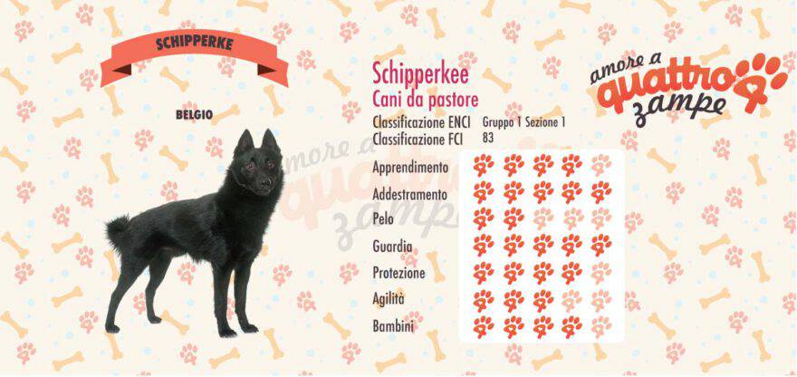 Schipperkee scheda razza