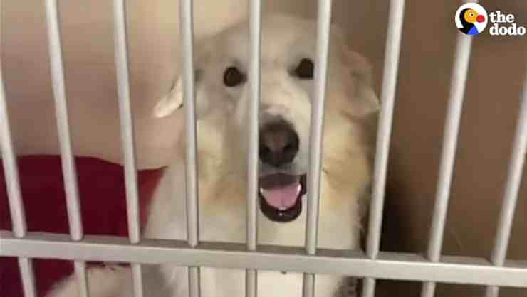 Captain, il Labrador di 52 kg che dopo due abbandoni trova casa (screenshot YouTube)