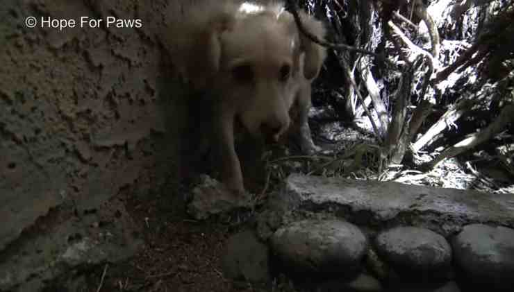 Fox cane abbandonato tra i cespugli (screenshot YouTube) 