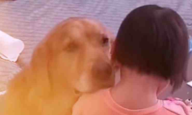 Harry, il cane Golden Retriever insieme alla sua padroncina di due anni (screenshot YouTube) 