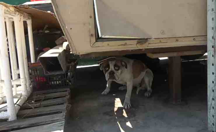 Blue Bayou, il cane abbandonato in un negozio di auto (screenshot YouTube) 