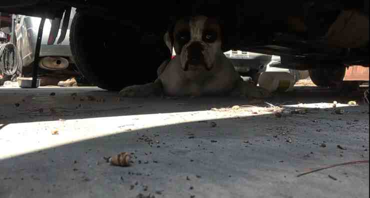 Blue Bayou, il cane abbandonato in un negozio di auto (screenshot YouTube) 