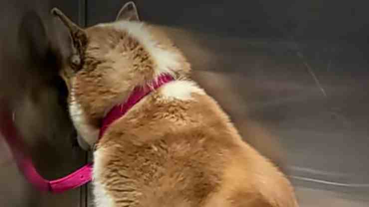 Lilac, il cane che aveva paura dell'uomo salvato dai volontari (screenshot YouTube)