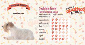 Sealyham Terrier scheda razza