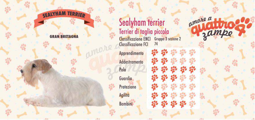 Sealyham Terrier scheda razza