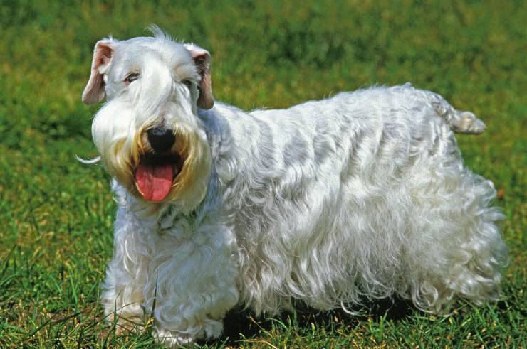 Sealyham terrier cucciolo