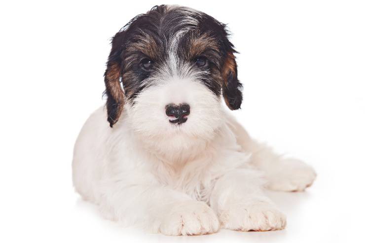 Sealyham terrier cucciolo