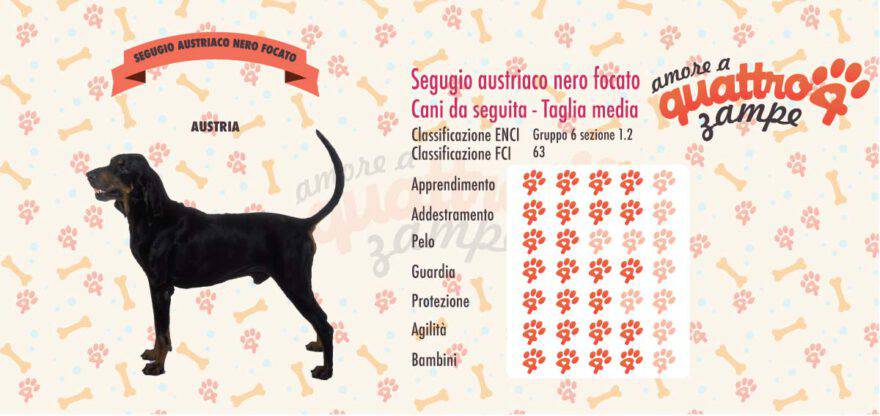 Segugio austriaco scheda razza