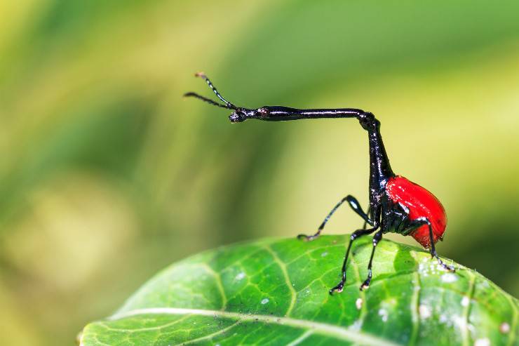 Trachelophorus giraffa