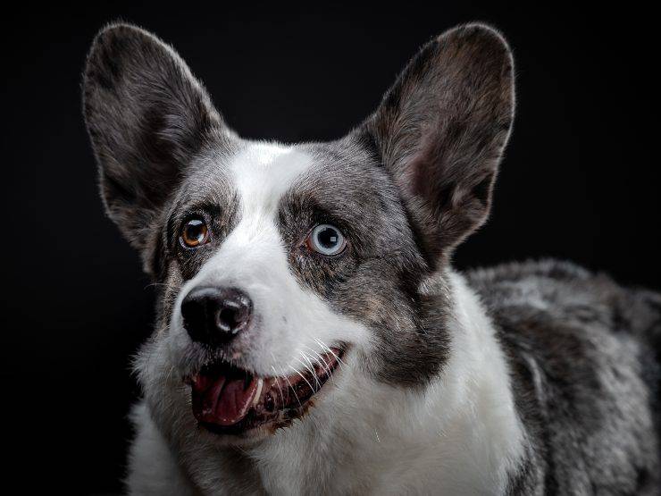 Welsh Corgi Pembroke