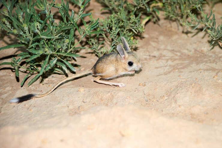 jerboa