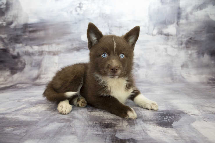 Pomsky incrocio