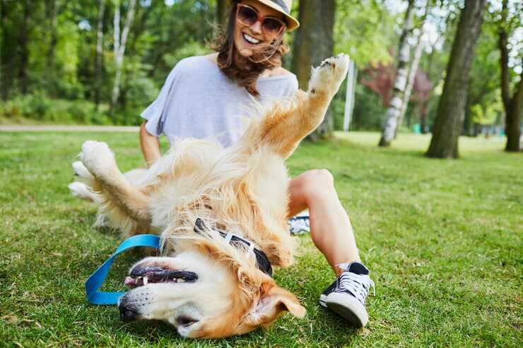 I cani soffrono il solletico? (Foto Adobe Stock)