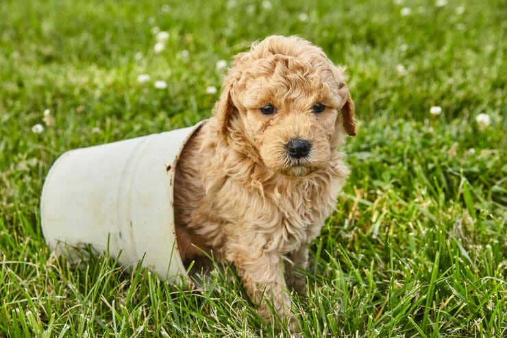 goldendoodle incrocio