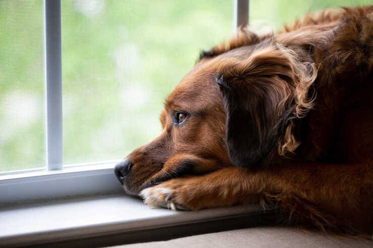 Il Cane E Morto Cosa Fare Chi Chiamare Tutte Le Regole Da Seguire