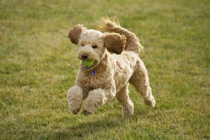 goldendoodle incrocio