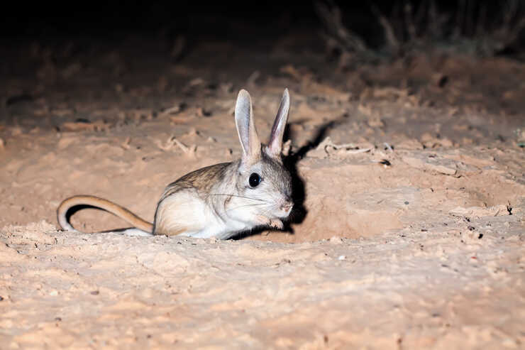 jerboa