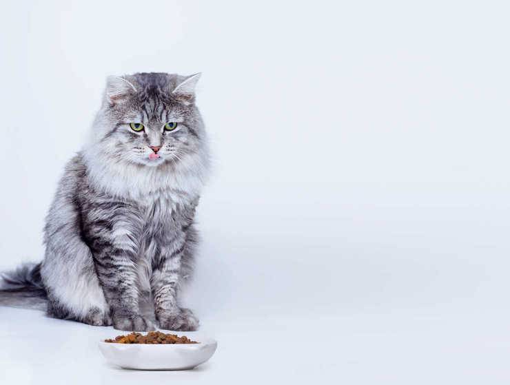 il gatto può mangiare lo zenzero