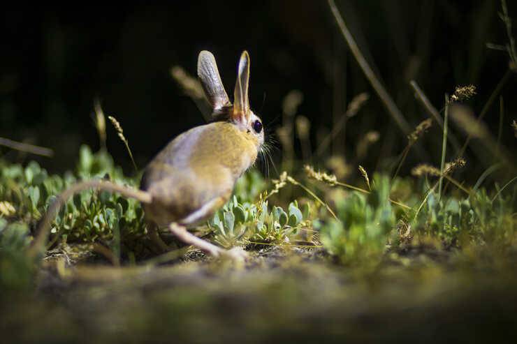 jerboa