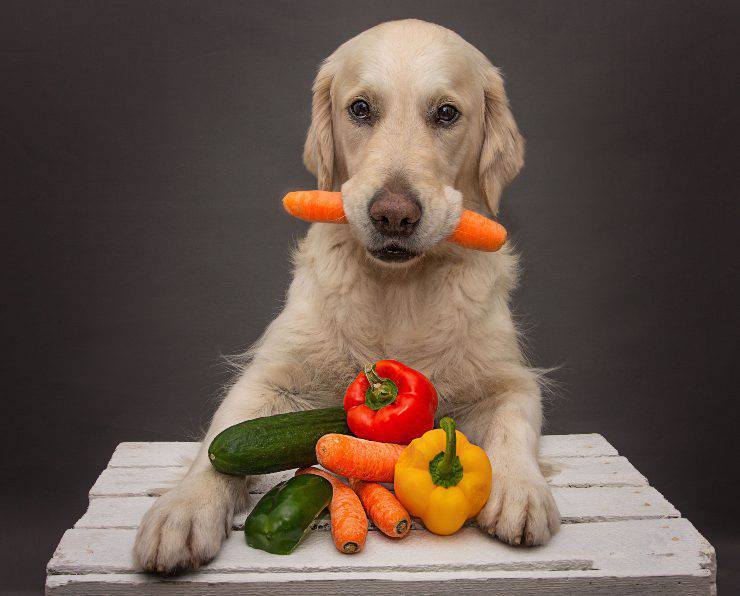 alimentazione del cane