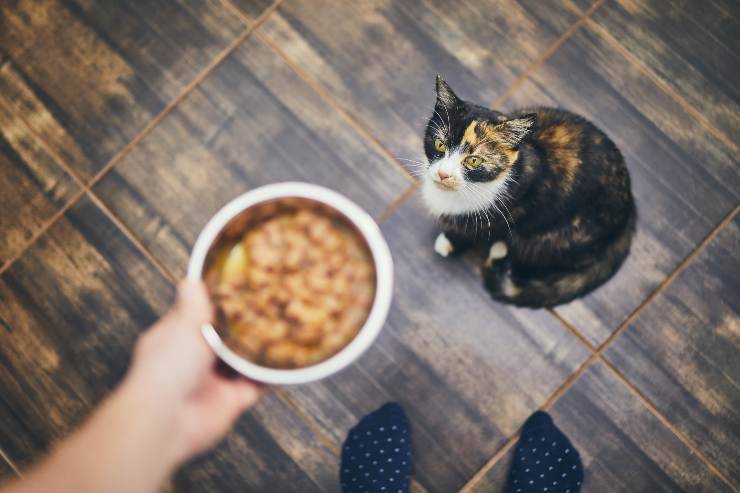 alimenti per gatti allergici
