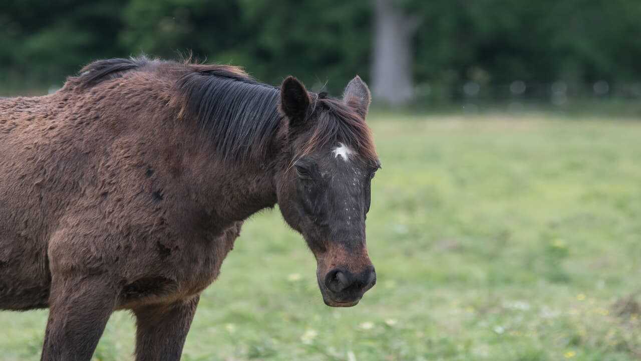 Le allergie nel cavallo (Foto Adobe Stock)