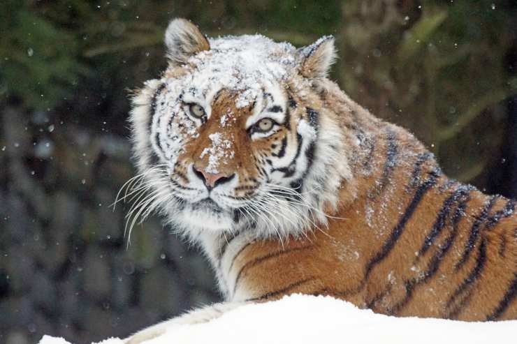 Tigre sotto la neve (Foto Pixabay)