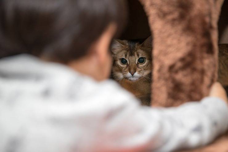 Gatto più legato al padrone o alla casa