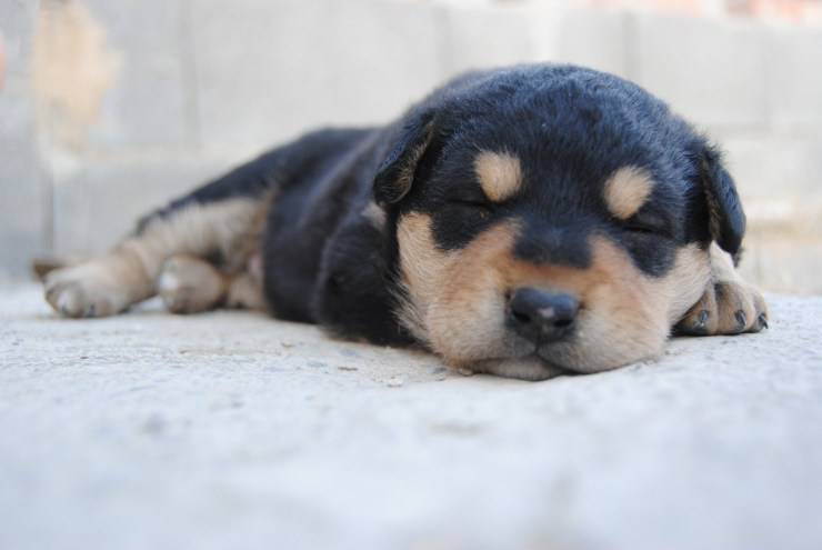 Il cucciolo piange nel sonno