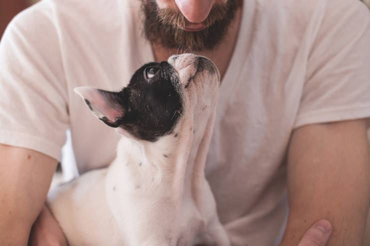 Il cane riconosce i volti