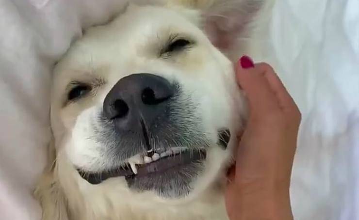 Il cane sorridente (Foto Instagram)
