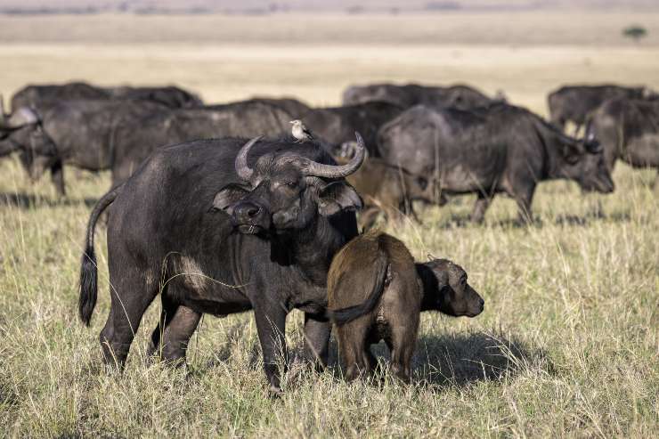 bufalo africano e cucciolo