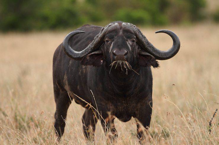bufalo africano mangia