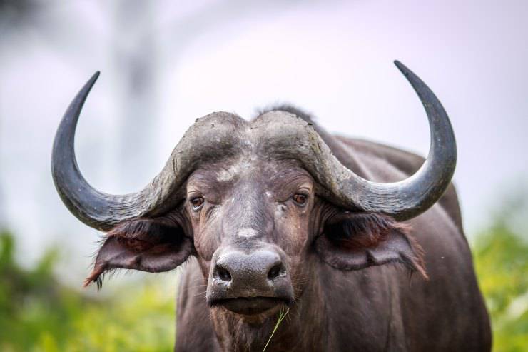 bufalo africano