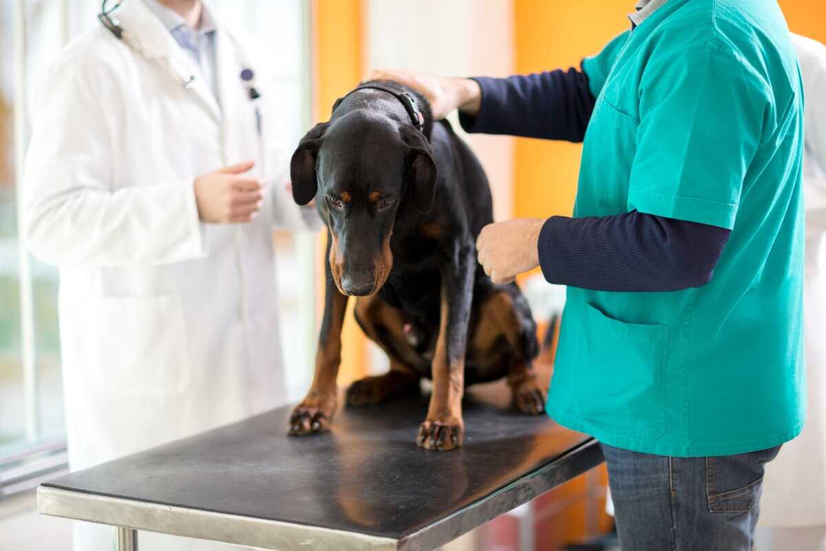 cane morde veterinario (Foto Adobe Stock)