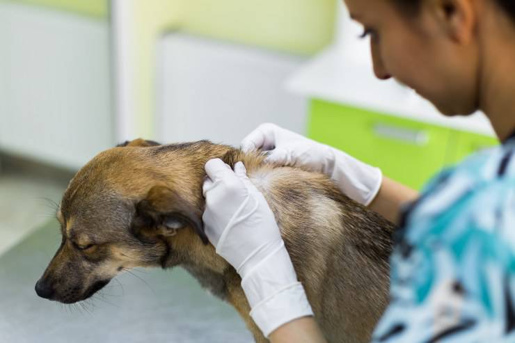 cane dal veterinario