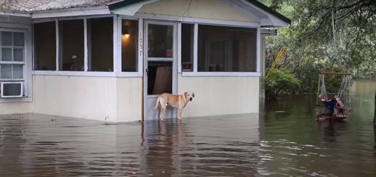 cane abbandonato famiglia alluvione