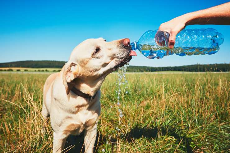 cane che beve