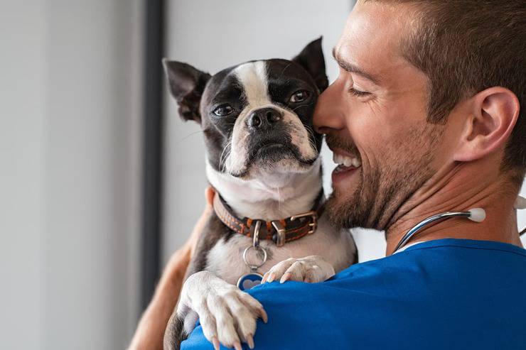 Sterilità nel cane femmina (Foto Adobe Stock)