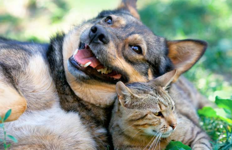 Cane e gatto felici Facebook