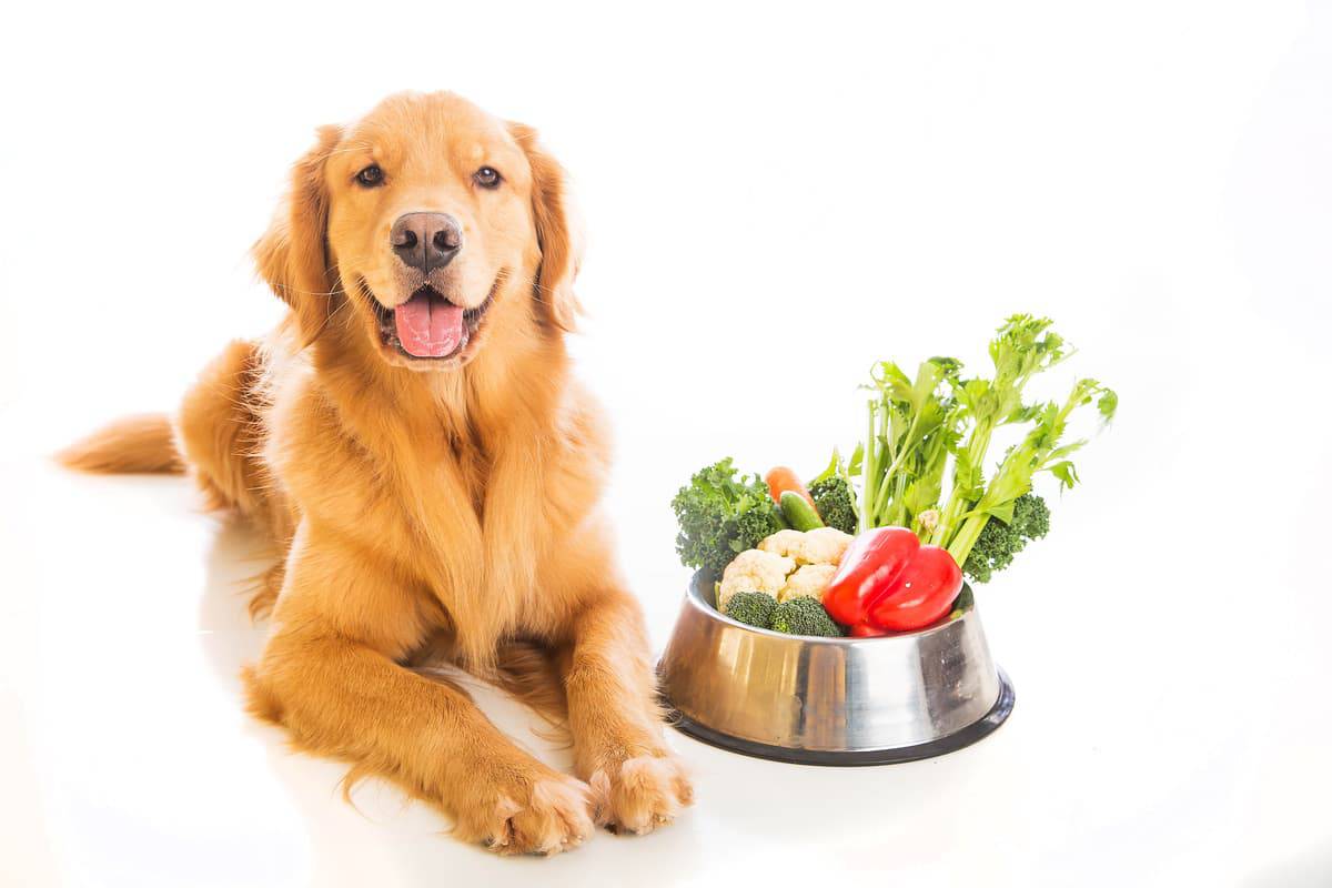 Il cane può mangiare la cicoria? (Foto Adobe Stock)