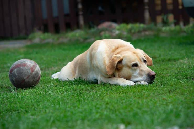 Lasciare il cane in giardino è reato? (Foto Adobe Stock)