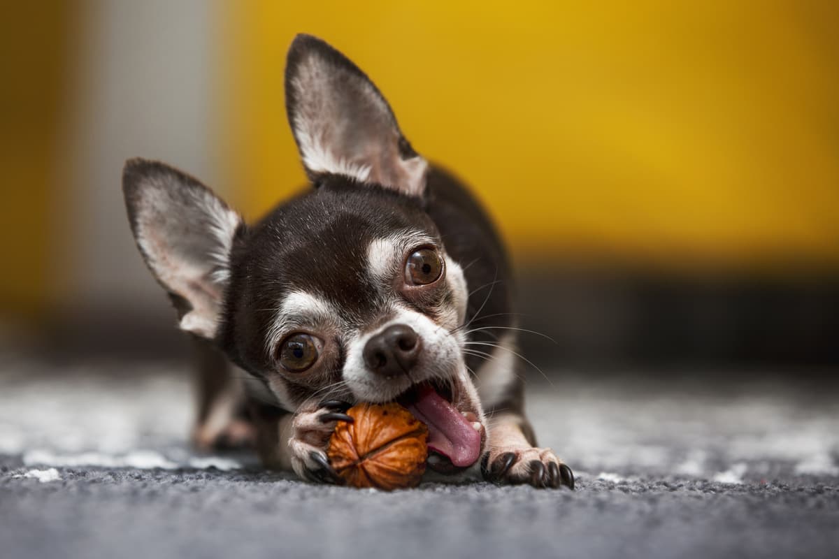 Il cane può mangiare le noci?