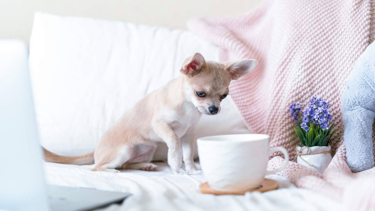 Perché il cane zoppica dopo il vaccino? Scopriamolo insieme