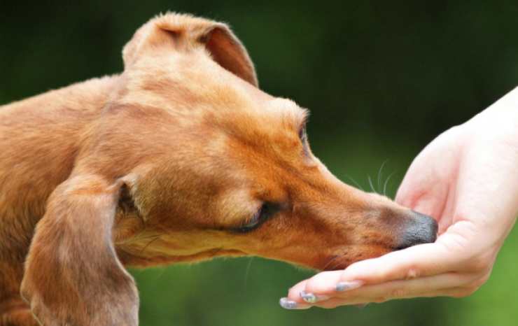 Il cibo al cane Facebook