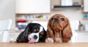 I cani possono mangiare i pistacchi? (Foto Adobe Stock)