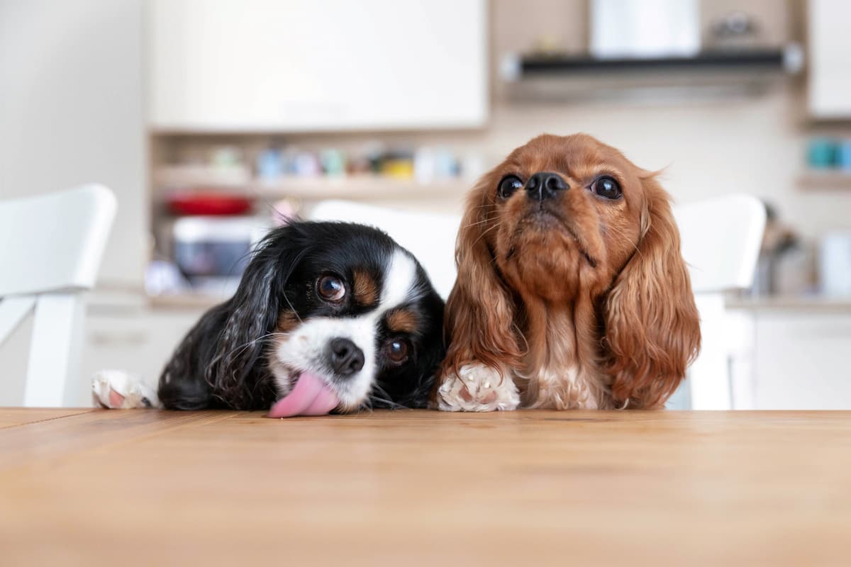 I cani possono mangiare i pistacchi? (Foto Adobe Stock)
