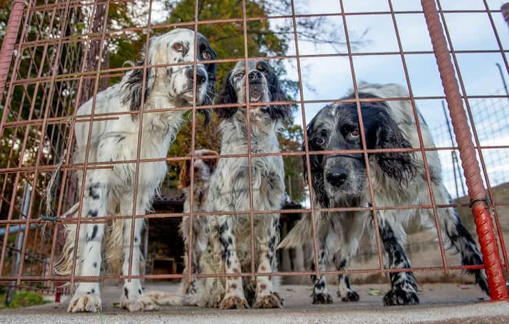 maltrattamenti animali cani gabbia