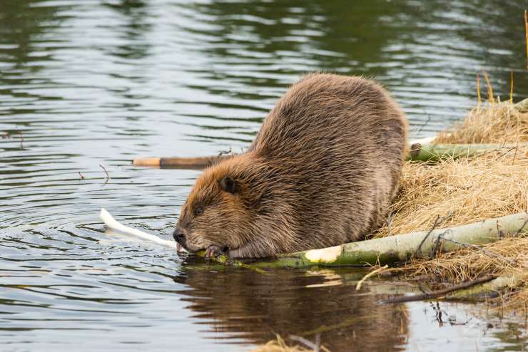 castoro nordamericano