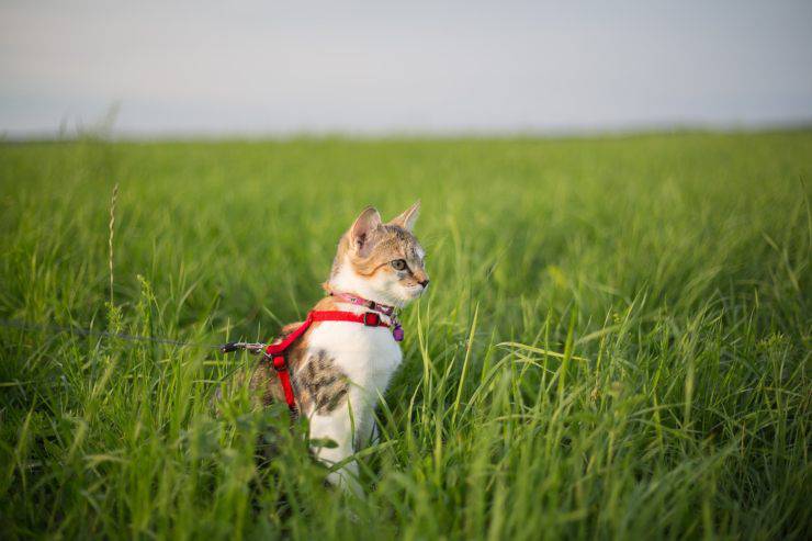 Pettorine per gatti